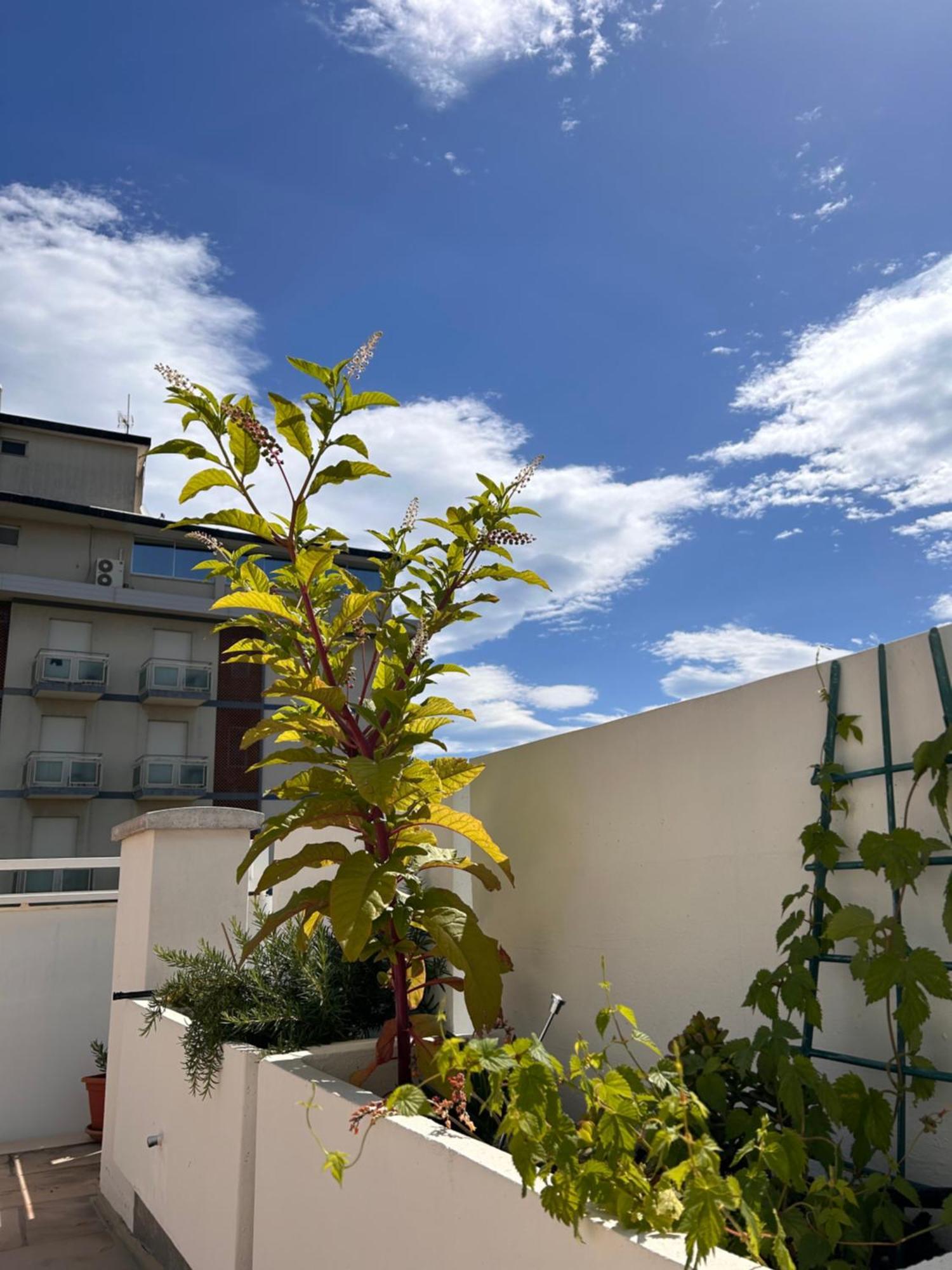 Residence Siesta Rimini Exterior foto